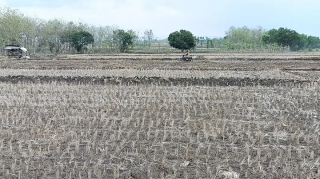 Lahan pertanian di Kecamatan Sukosewu Bojonegoro, Jawa Timur alami kekeringan. (ANTARA)
