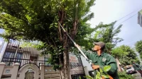 Petugas Dinas Lingkungan Hidup Kota Surabaya melakukan perantingan pohon. ANTARA/HO-Pemkot Mojokerto