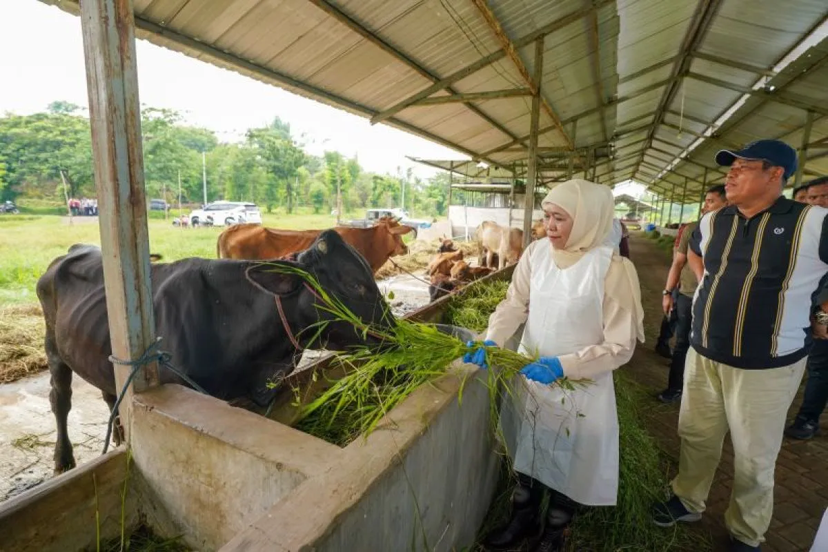 Gubernur Jawa Timur terpilih Khofifah Indar Parawansa saat meninjau proses vaksinasi dan desinfeksi PMK pada ratusan hewan ternak di Desa Cobanjoyo, Kecamatan Kejayan, Kabupaten Pasuruan, Kamis (9/1/2025). (ANTARA/HO-Tim Khofifah-Emil)