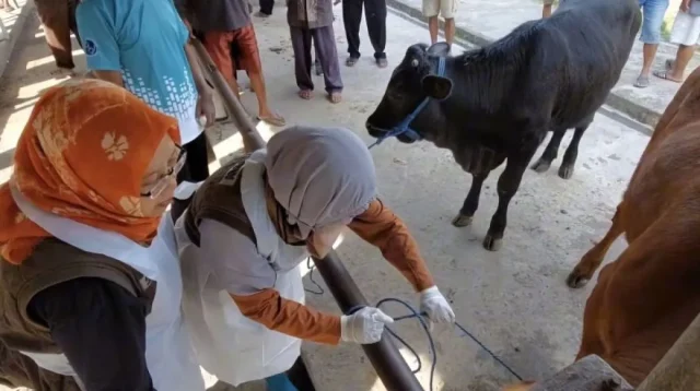 Kepala Dinas Peternakan dan Kesehatan Hewan Kabupaten Shofiah Nurhayati (kiri) beserta jajaranya saat melakukan pemeriksaan sapi di pasar hewan di Kecamatan Tikung, Kabupaten Lamongan, Jawa Timur, Minggu (5/1/2025). (ANTARA/Alimun Khakim)