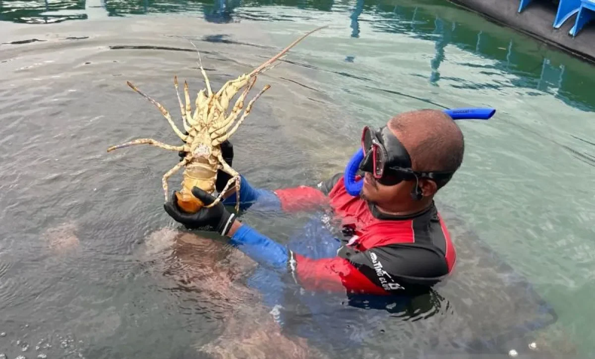 Ilustrasi - Seorang petugas memperlihatkan seekor lobster budi daya yang berada di Modeling Budi Daya Lobster di Balai Perikanan Budi Daya Laut, Batam, Kepulauan Riau, Rabu (9/10/2024). (ANTARA)