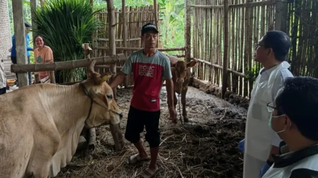 Petugas Dinas Peternakan dan Perikanan (Disnakan) Kabupaten Magetan melakukan pemeriksaan kesehatan ternak sapi guna mengantisipasi penularan Penyakit Mulut dan Kuku (PMK). ANTARA/HO-Diskominfo Kab Magetan