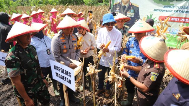 jagung magetan