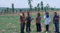 perhutanan kph nganjuk
